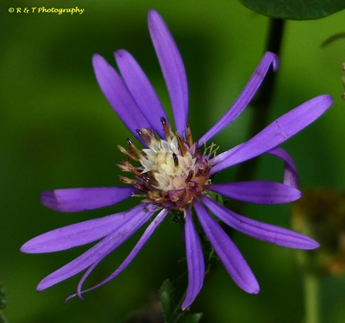 {Symphyotrichum georgianum}